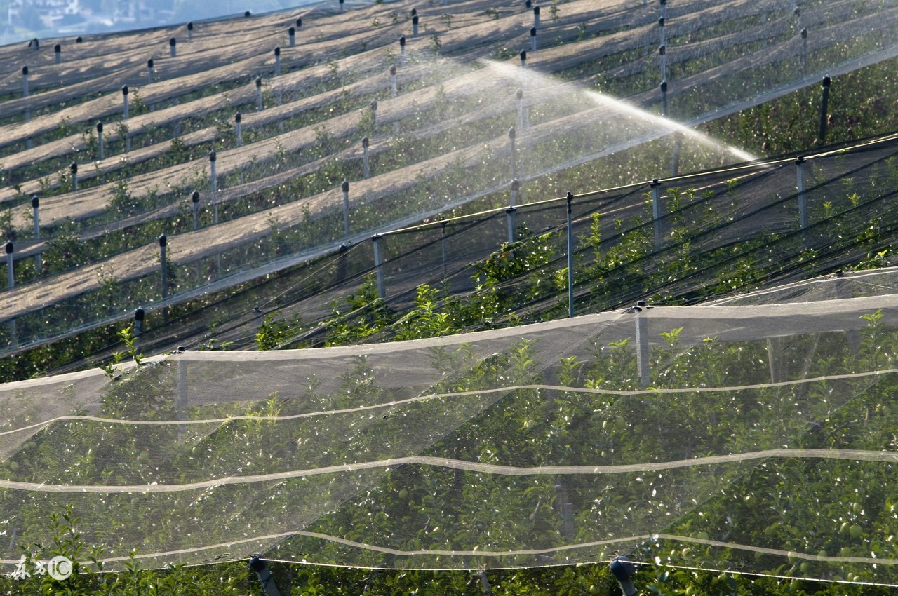新种的果树多长时间发芽怎么管理,新种的果树不发芽怎么办