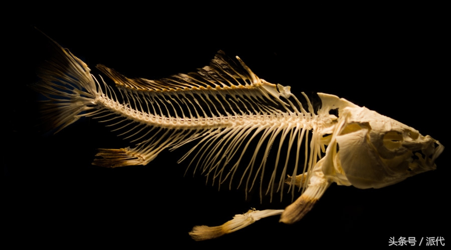 跨境电商死的多吗,一夜损失百万跨境电商还有救吗