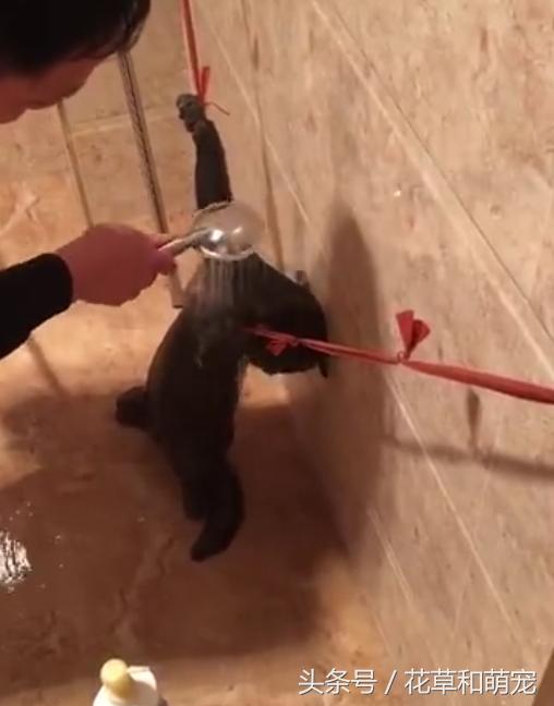 猫咪不愿意洗澡怎么给猫清洁,猫咪不洗澡有什么办法吗