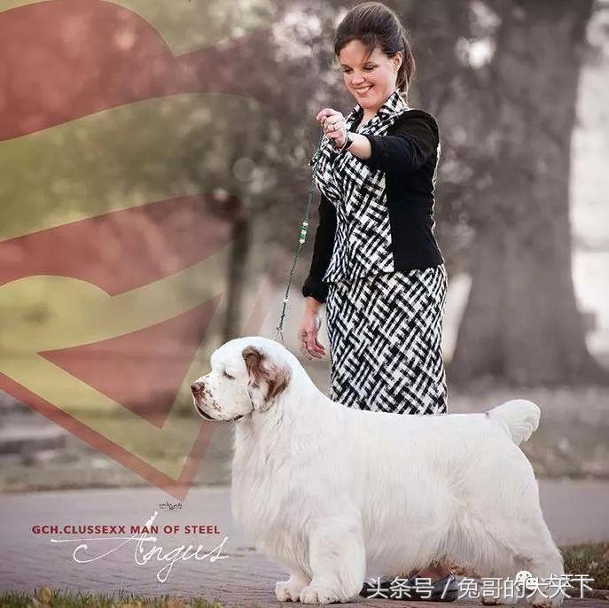 akc最受欢迎犬种排名,akc将犬种分为七个组别分别是