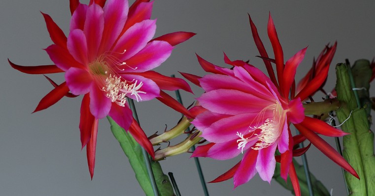 令箭荷花嫁接蟹爪兰的方法,令箭荷花扦插蟹爪兰