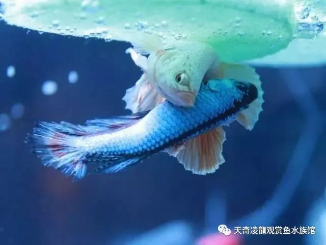 观赏鱼体内的寄生虫如何治疗,观赏鱼寄生虫治疗处理