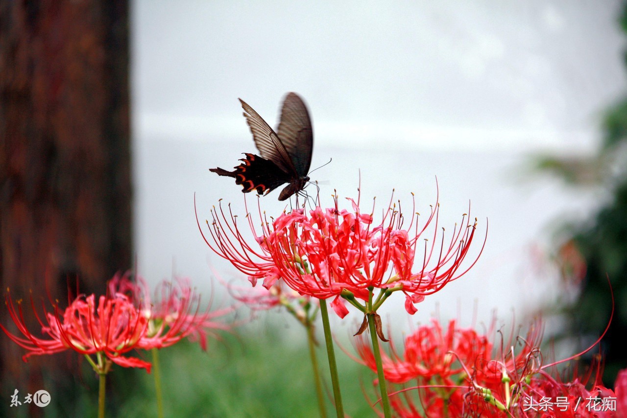 花叶永不相见的是什么花,彼岸花叶子长出来的图片