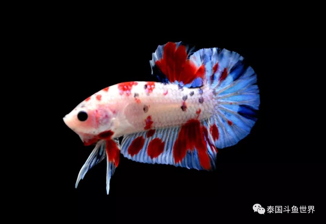 泰国斗鱼拍卖小丑鱼,泰国斗鱼拍卖最新视频