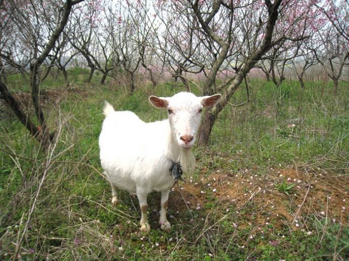 母羊怀孕的这几个症状，90%的养殖户都不知道