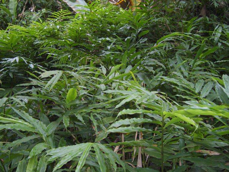 砂仁海南砂仁,海南砂仁不带皮的砂仁图