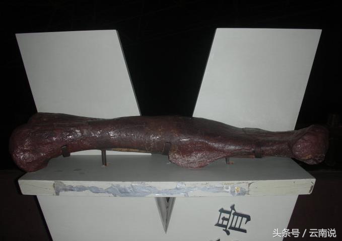 禄丰世界恐龙谷相约一亿年,世界恐龙谷和禄丰恐龙地质公园