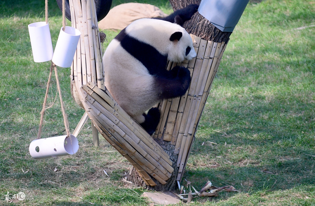 150多项冬季活动陆续上线，12月27日沈阳人去这些景点还能免费