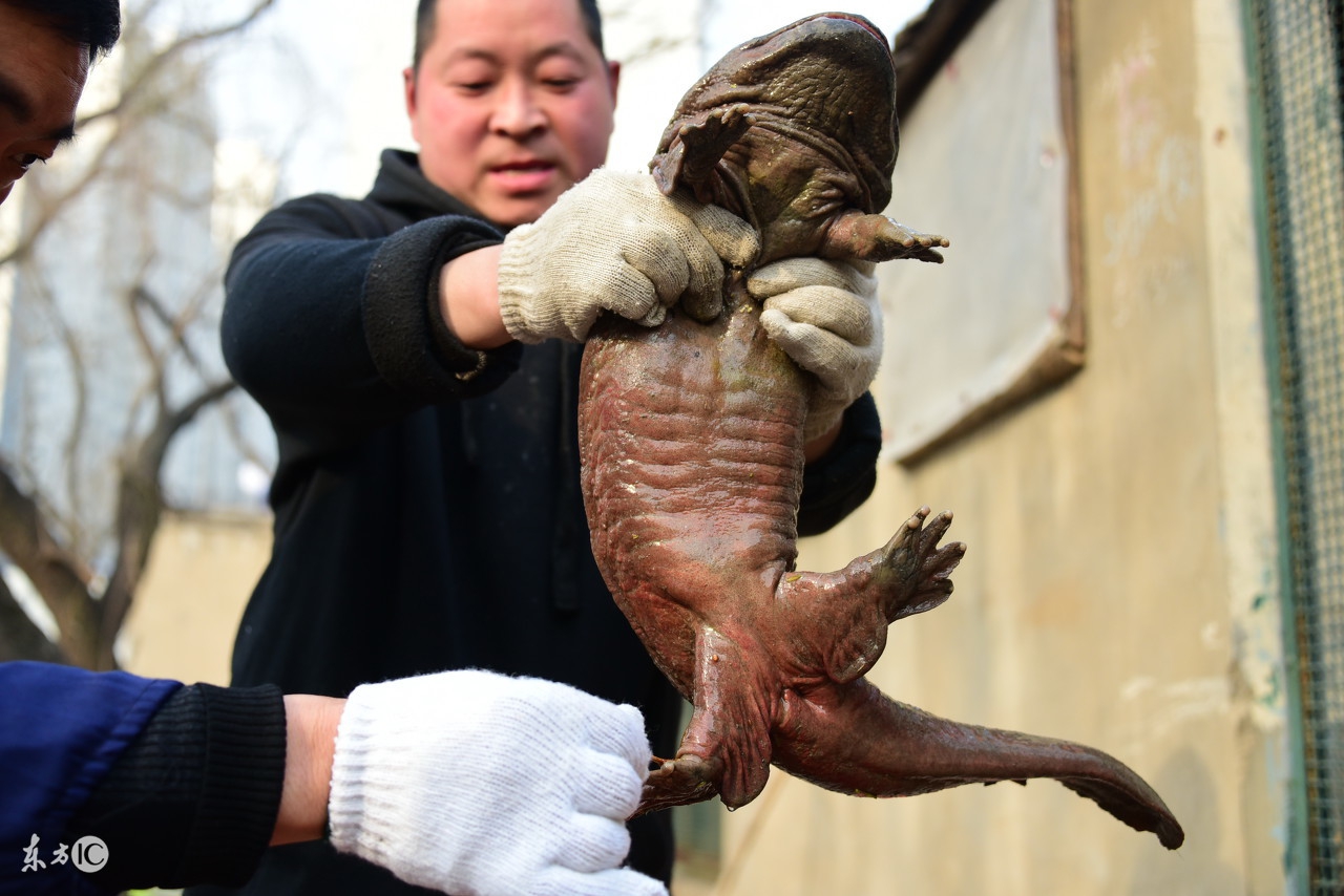 为什么“水中人参”久降停涨？娃娃鱼到底还能不能赚钱？