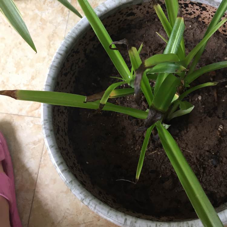 家里吊兰叶子发黄怎么办,家里的吊兰烂叶子怎么回事