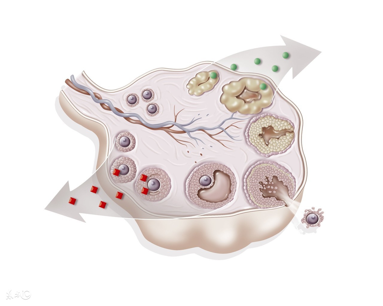 顽固多囊终升级,细数我的好孕经验!接棒吧!