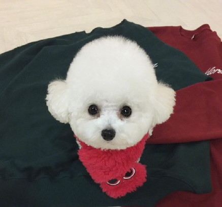 三个月比熊乱撒尿怎么办,3个月比熊到处拉屎