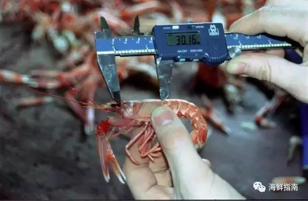 新西兰海鳌虾刺身,爱尔兰鳌虾刺身优惠