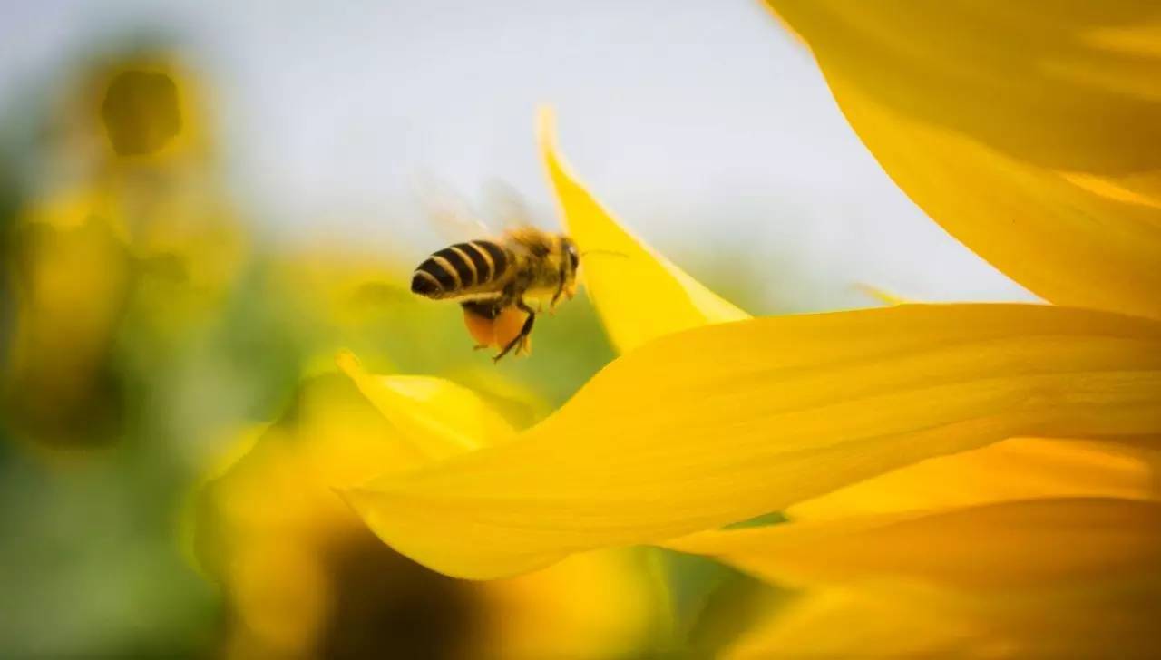 集市上的蜂蜜,地地道道山里的纯正蜂蜜