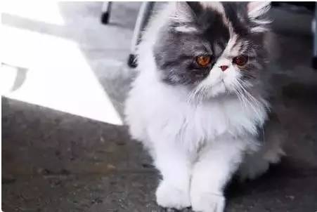 「专访」芥末微报：一个有趣，有料，有温度的公众号