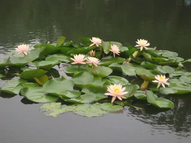 岳麓山最多的植物,岳麓山上的紫色花是什么花