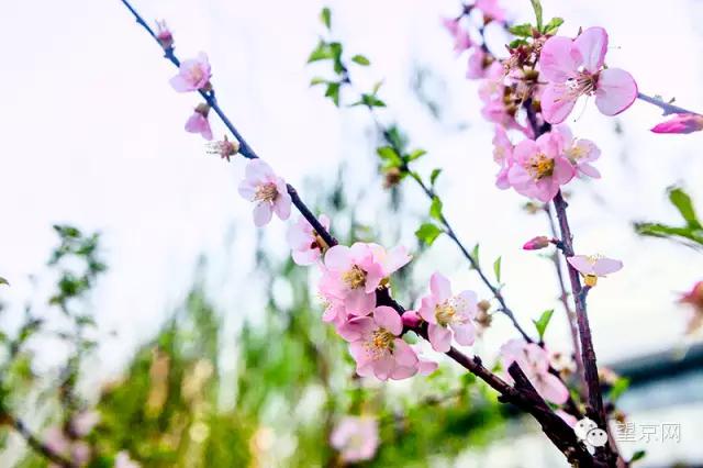 如果有人说“望京什么破地儿?”就把这条微信甩给他