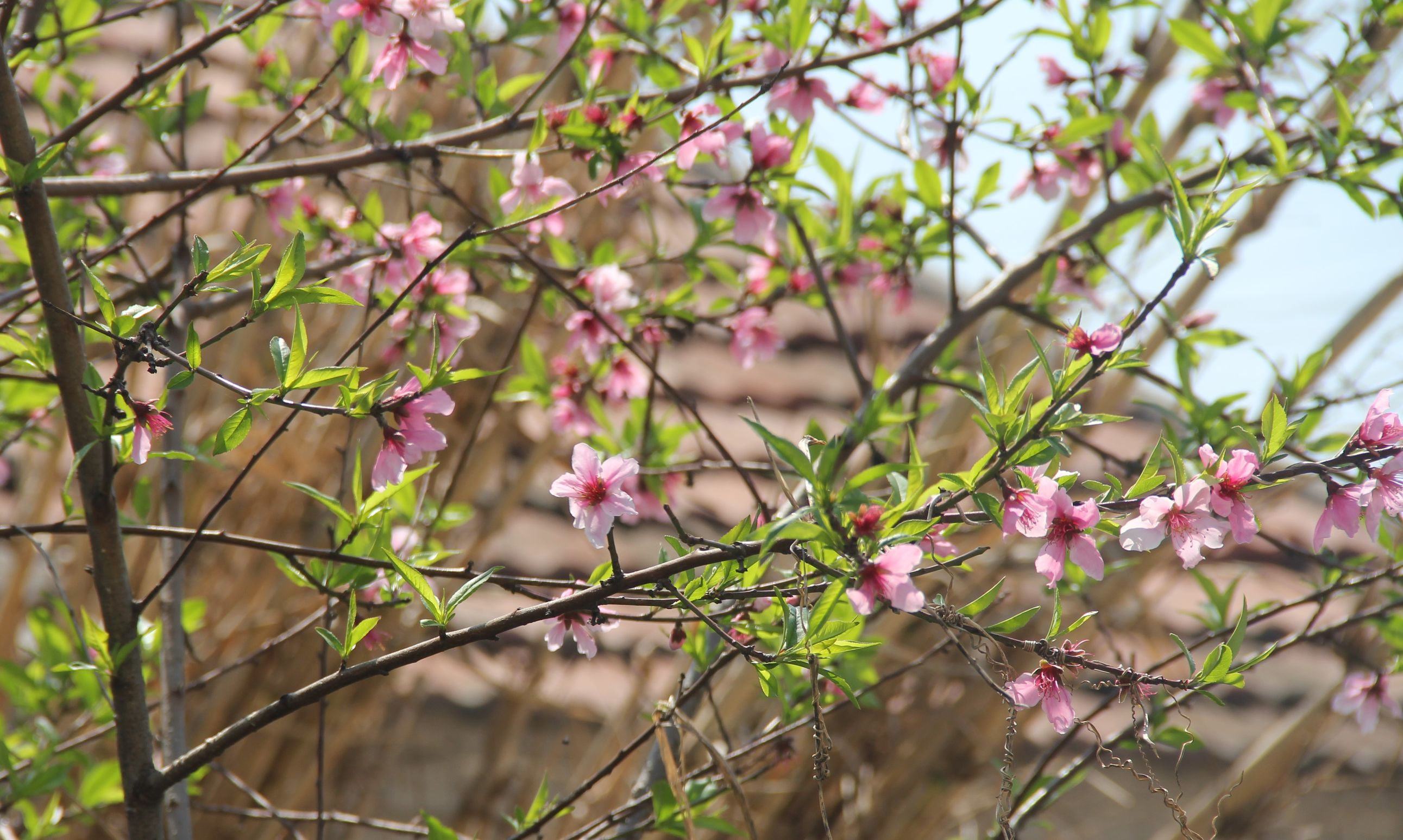 三星s7对比5s,三星s7e和note7
