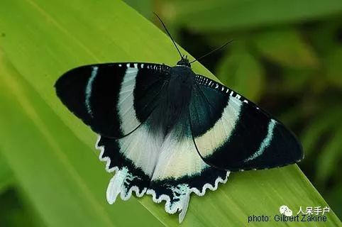 如何分辨蛾子的幼虫和蝴蝶的幼虫,蛾子和蝴蝶哪个身体纤细体毛少