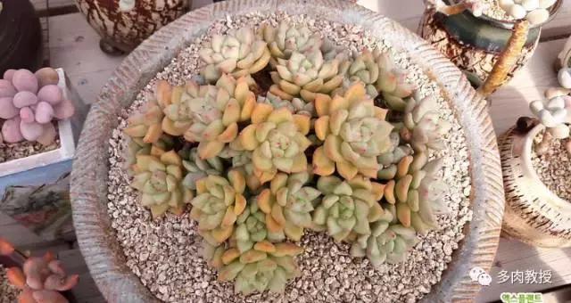 速看!韩国大棚主10大多肉镇店之宝,美呆了!