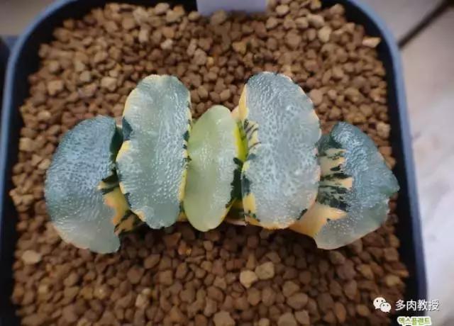 速看!韩国大棚主10大多肉镇店之宝,美呆了!