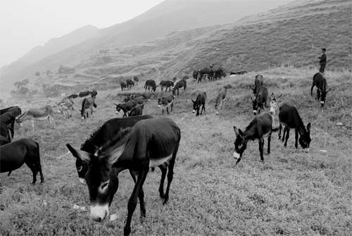 繁峙县乡村振兴,繁峙县农业农村