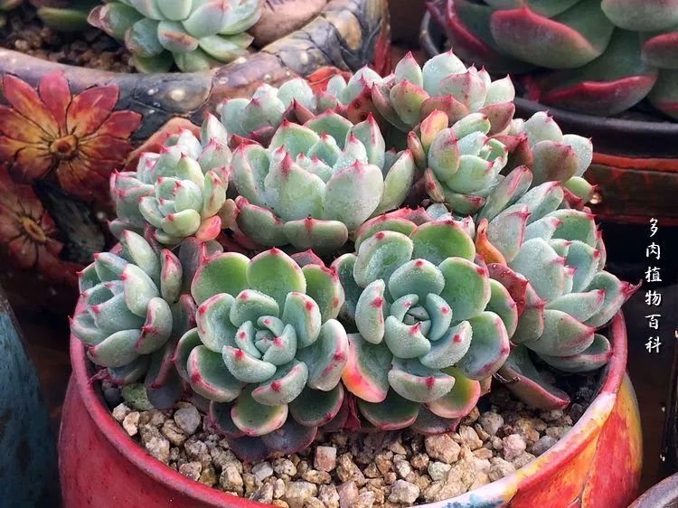 视觉盛宴美不胜收美图,视觉盛宴每个画面都美极了