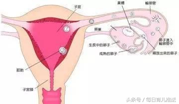 排卵日会有明显的感觉吗,排卵三天前有没有可能受孕