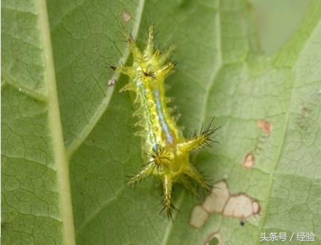 桂花树种植有哪些病虫害,桂花容易得什么病虫害