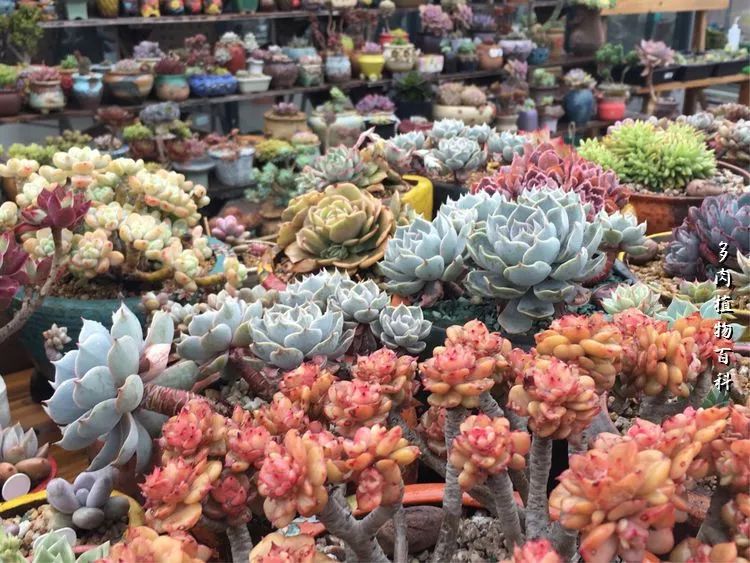 视觉盛宴美不胜收美图,视觉盛宴每个画面都美极了