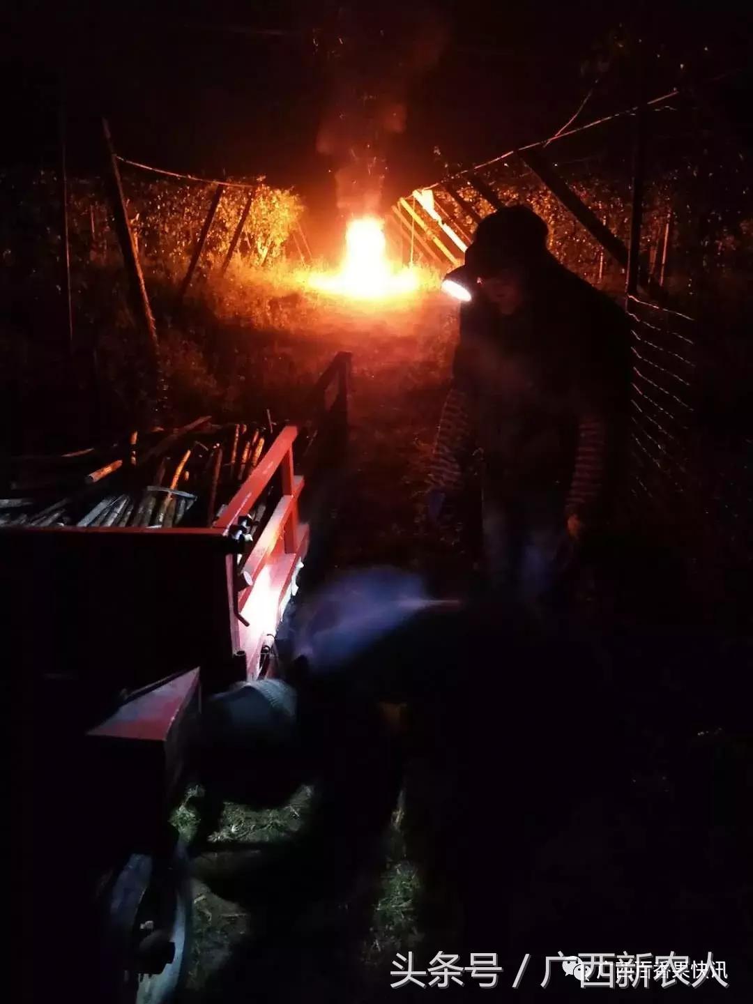 百香果怕霜冻吗,百香果如何对付霜冻天气