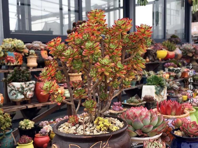 视觉盛宴美不胜收美图,视觉盛宴每个画面都美极了