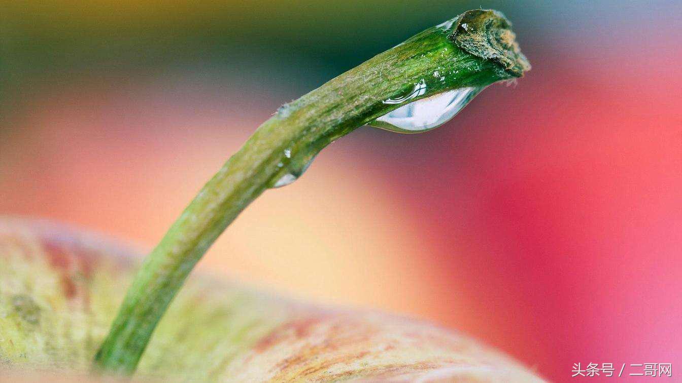 平安夜送苹果还是圣诞节送苹果,平安夜要送苹果给女生应该怎么说