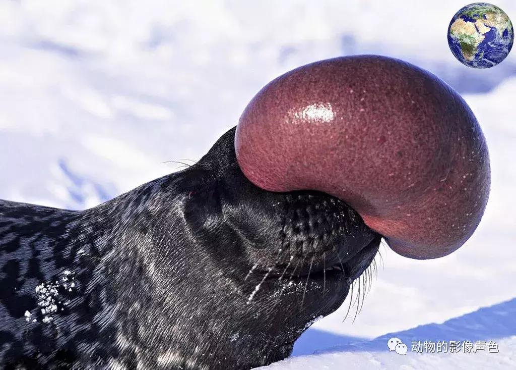 海豹生气是什么样的,海豹生气了有多可怕