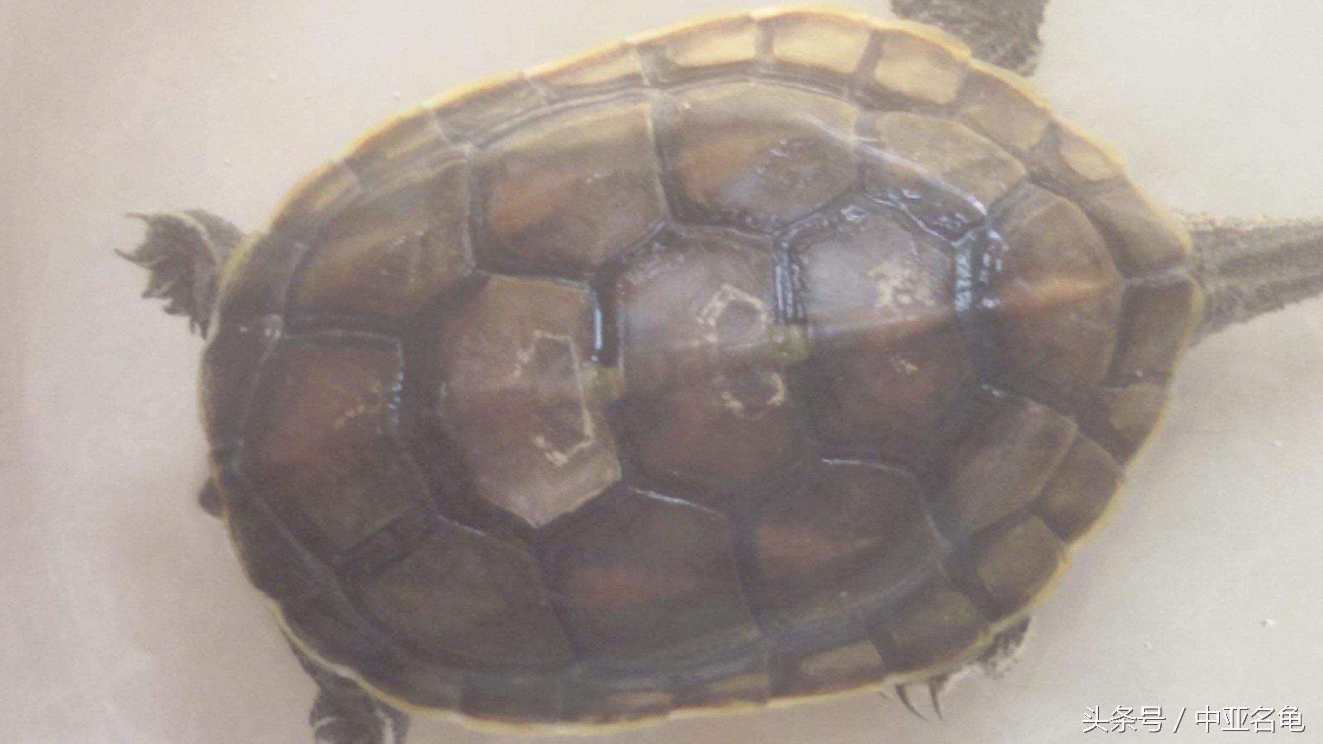 乌龟肠胃炎的预兆,庆大霉素治疗乌龟肠胃炎