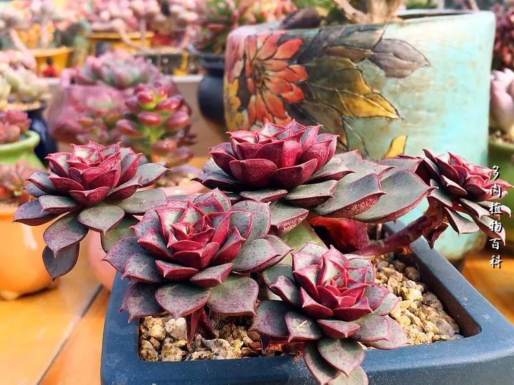 视觉盛宴美不胜收美图,视觉盛宴每个画面都美极了