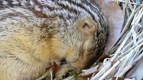 冬眠过冬动物,冬眠动物连连看