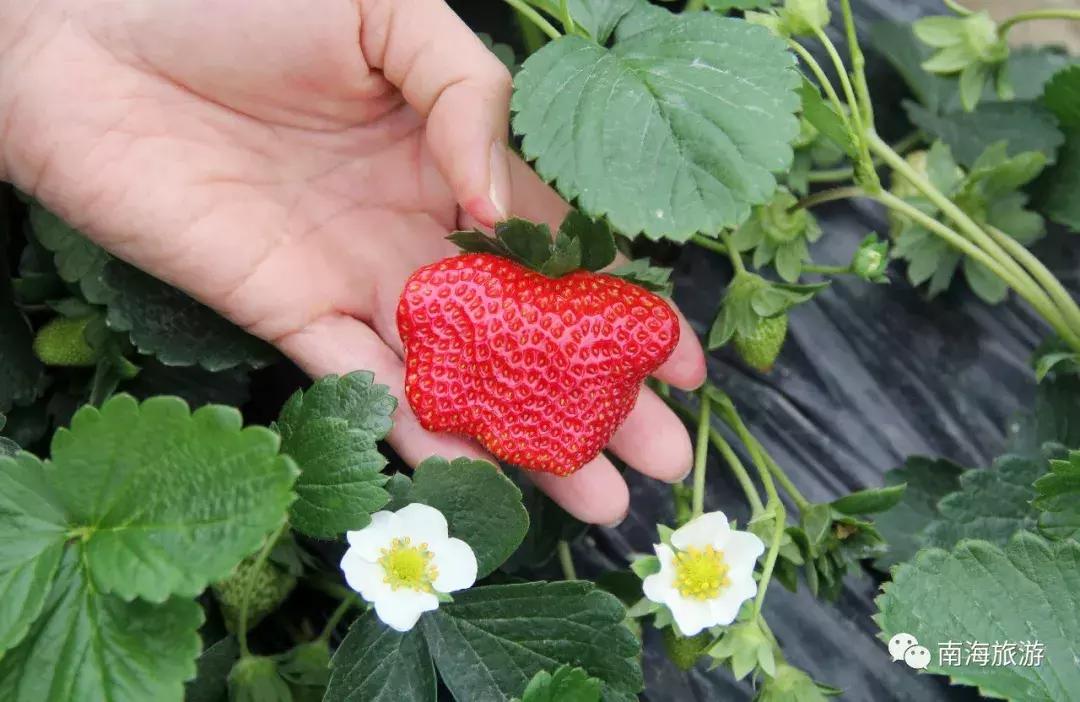 香甜多汁！佛山周边草莓采摘地图出炉！