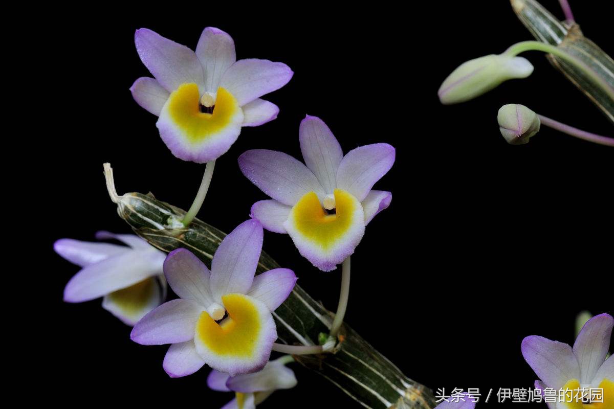 hello,植物：01.玫瑰石斛：爱恋打开花蕾，去沐浴春日的明媚