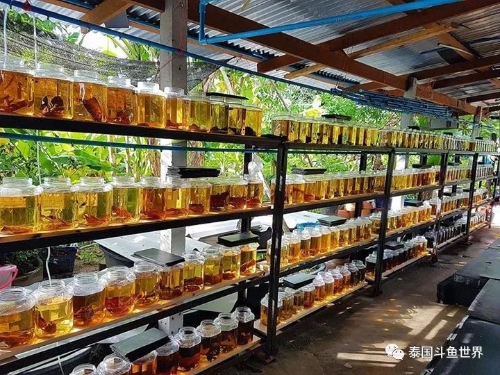 泰国斗鱼幼鱼喂什么,泰国斗鱼繁殖公鱼奇怪表现