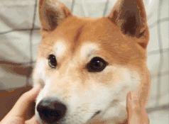 现在不减肥还等什么,现在不减肥吃东西能恢复胸部吗