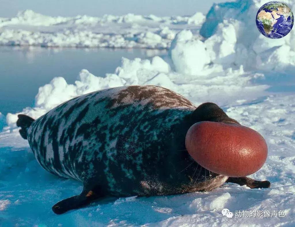 海豹生气是什么样的,海豹生气了有多可怕