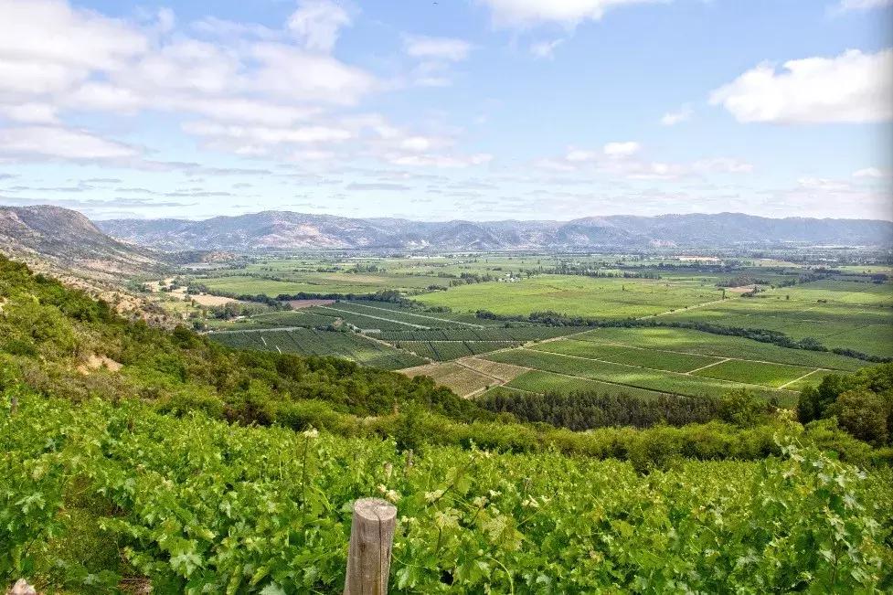 新手怎么挑适合自己的红酒,怎样挑选一瓶好的红酒视频教学