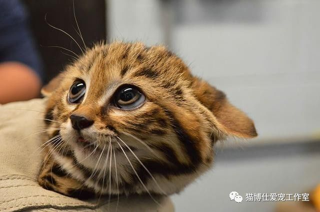 猫的牙齿什么样是健康的,猫牙齿如何保健