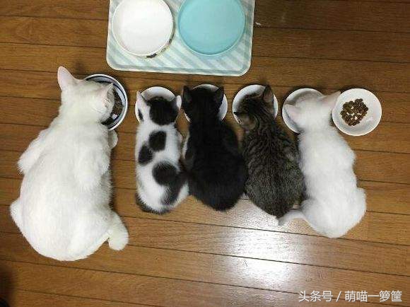 现在猫咪挑食了怎么办,猫咪严重挑食怎么纠正