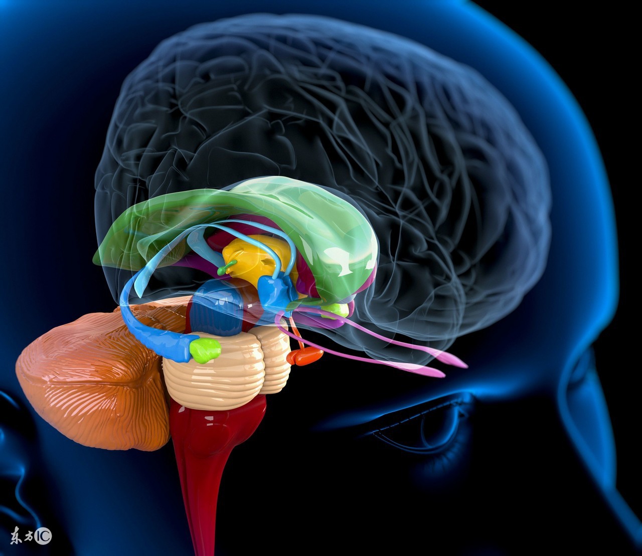月经不调是排卵障碍吗,月经不调排卵也会不正常吗