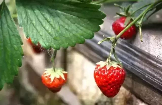 魔都温泉摘草莓,魔都温泉一日游攻略