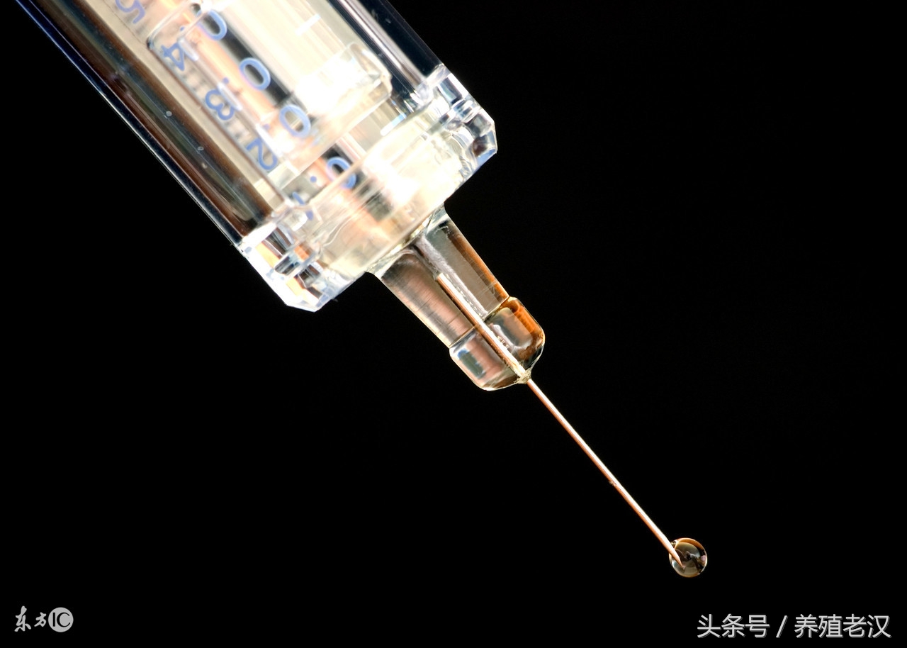 猪流感的症状，诊断技巧，养殖户可以轻松搞明白