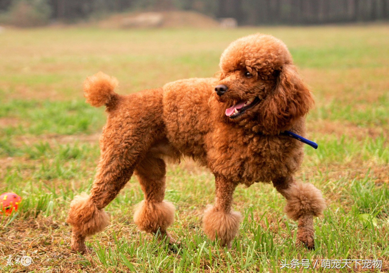 宠物犬脱毛原因症状以及防治