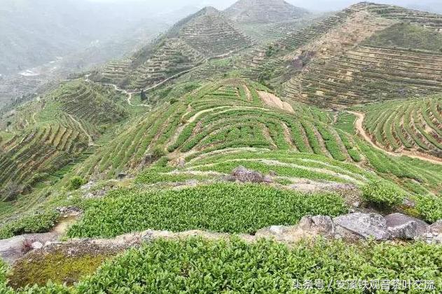 纯正铁观音有什么特点,什么是真正的铁观音茶